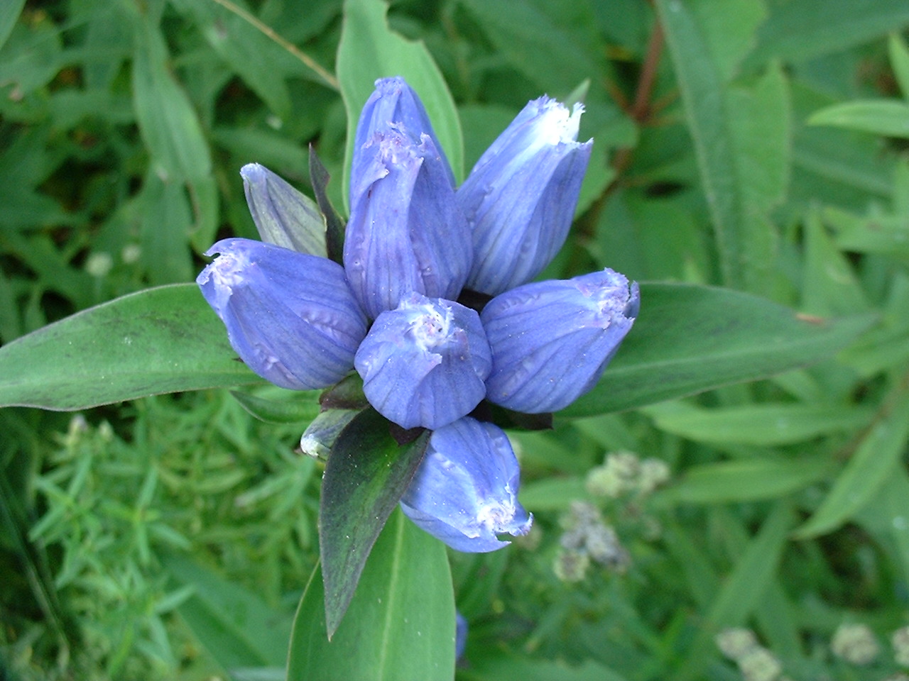 Gentiana andrewsii